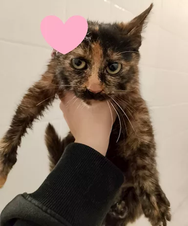 Ambra sfortunata cucciola (FeLV positiva)
