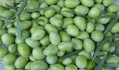 Olio Extravergine di Oliva