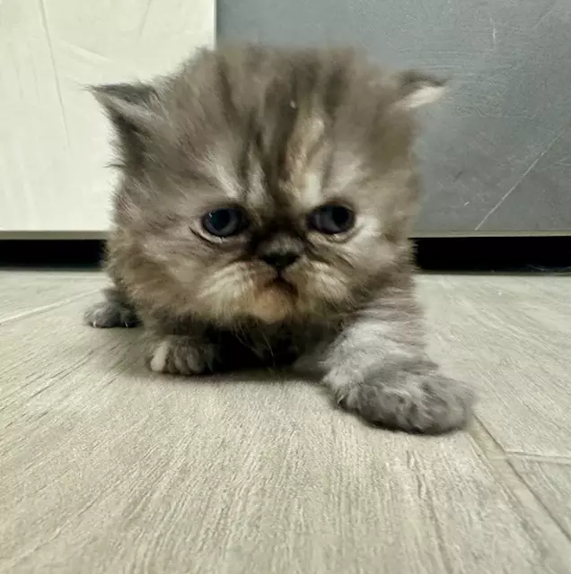 Foto 2 Cuccioli Persiani, genitori visibili