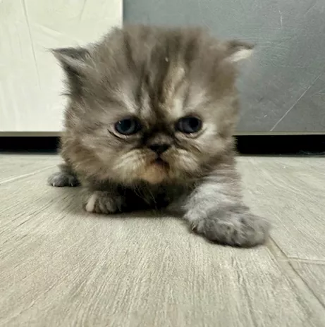Cuccioli Persiani, genitori visibili - Foto 2