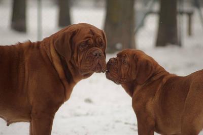 Cuccioli Dogue de Bordeaux