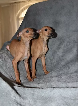 Cuccioli di Levriero Italiano