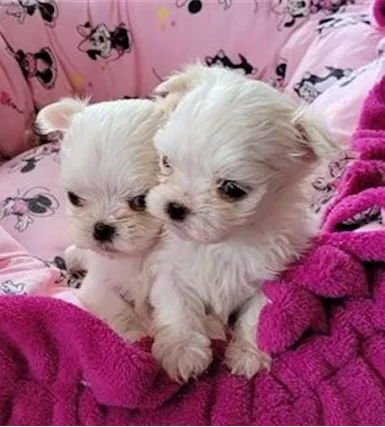 Maltese toy cuccioli
