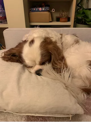Per accoppiamenti cavalier king