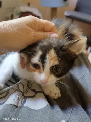 Sissi e Lilly micine tricolore di 2 mesi