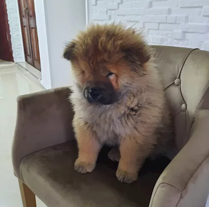 Chow Chow Cuccioli - Foto 5