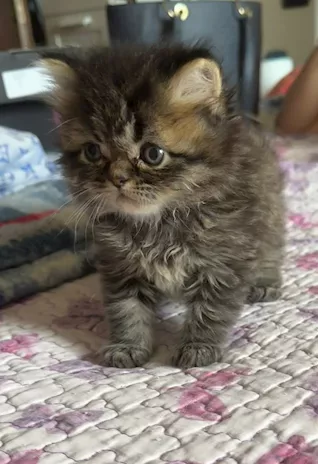 Cuccioli gattino persiano