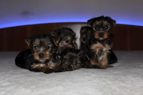 Cuccioli di Yorkshire Terrier disponibili dal 14/07/2025