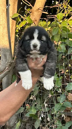 Cuccioli di Pastore del Caucaso