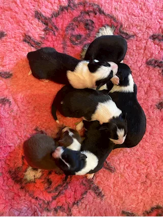 Border Collie cuccioli