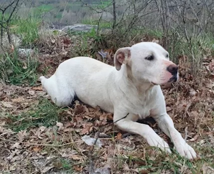 Sheeva 2 anni pelo corto mollata in campagna MILANO