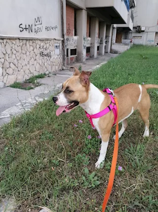 MIA bellissima cucciola di amstaff cerca casa