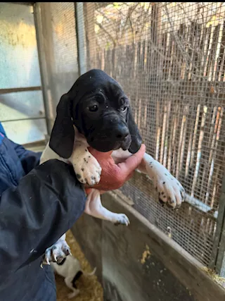 Cuccioli di Pointer Inglese
