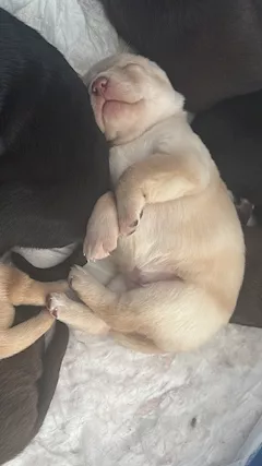 Cuccioli Razza Labrador - Foto 5