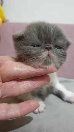 Cuccioli persiani ipertipici - Foto 5