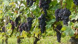 Una pausa al gusto di Barolo