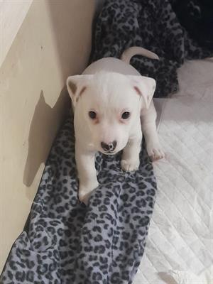 Cuccioli Razza jack russell - Anteprima 1