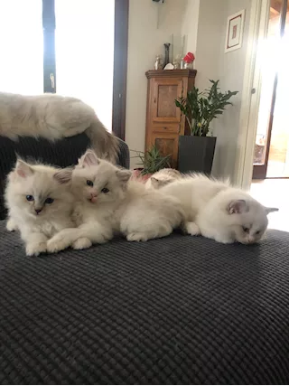 Cuccioli Ragdoll con Pedigree ANFI - Foto 5