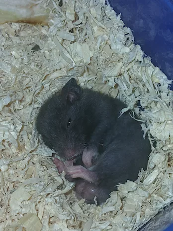 Cuccioli di criceti