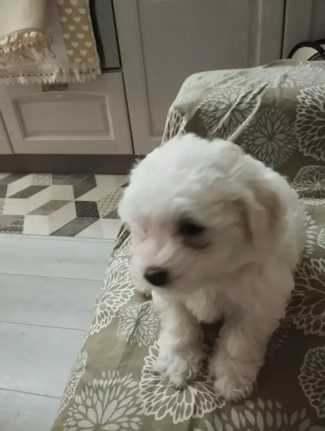Foto 4 Cuccioli di Razza Maltese