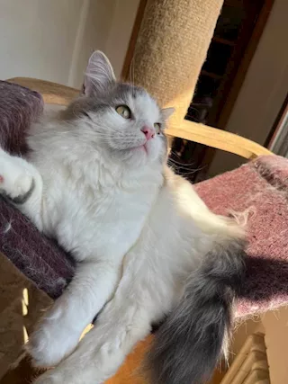 Gatto Razza siberiano - Foto 2