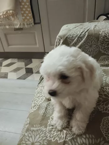 Cuccioli di Razza Maltese - Foto 4