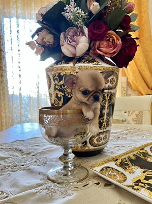 Chihuahua thailandese