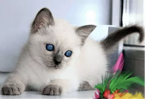 Femmina Siamese cerca una famiglia.
