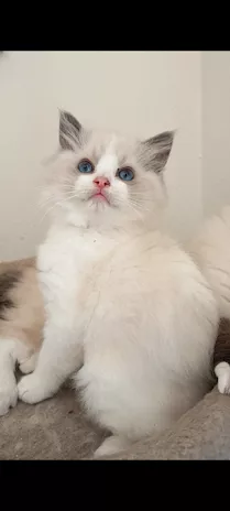 Cucciola Ragdoll