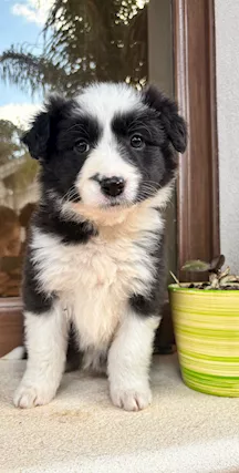Border collie