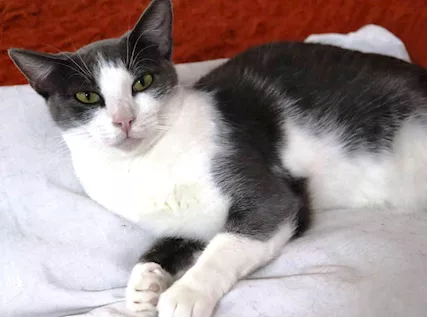 ROSALIA una gattina perfetta Razza Europeo, tipo abitazione - Foto 3