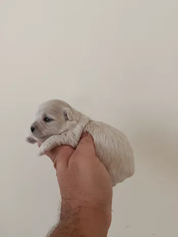 Cuccioli di Maltipoo piccini