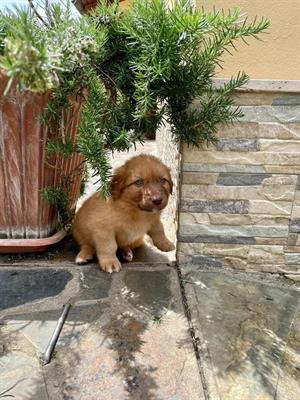 Cuccioli di cane - Foto 2