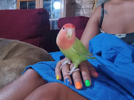 Inseparabile allevato a mano