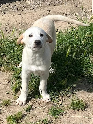 Cuccioli maschi 2 mesi e mezzo mix Labrador - Anteprima 1