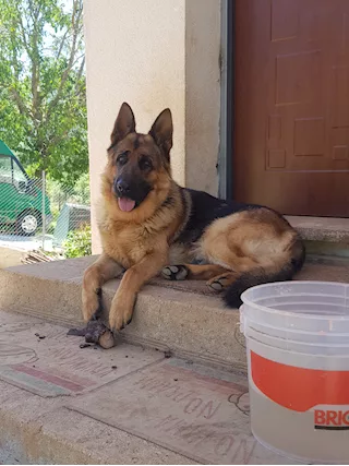 Byron: pastore tedesco di 4 anni con pedigree