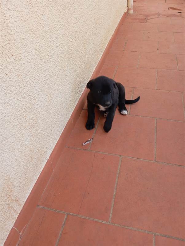 Cuccioli - A veri amanti animali regalo questi