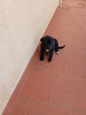Cuccioli - A veri amanti animali regalo questi - Anteprima 1