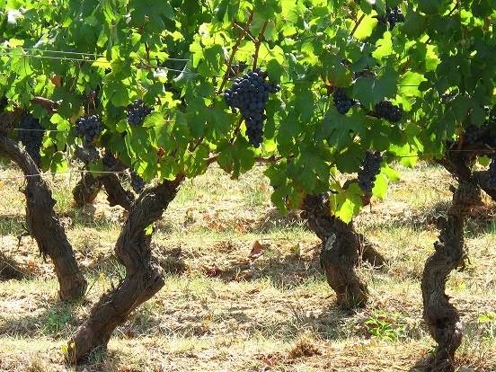 UVA da VINO - Foto 6