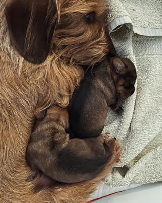 Cuccioli Razza bassotto nano a pelo duro, genitori visibili - Foto 3