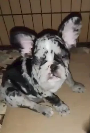 Bulldog francese cuccioli, genitori visibili - Foto 3