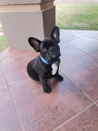 Bulldog francese maschio