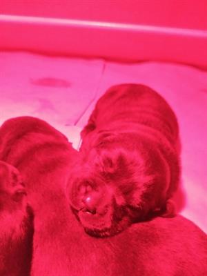 Cuccioli Razza Labrador Retriever - Foto 2