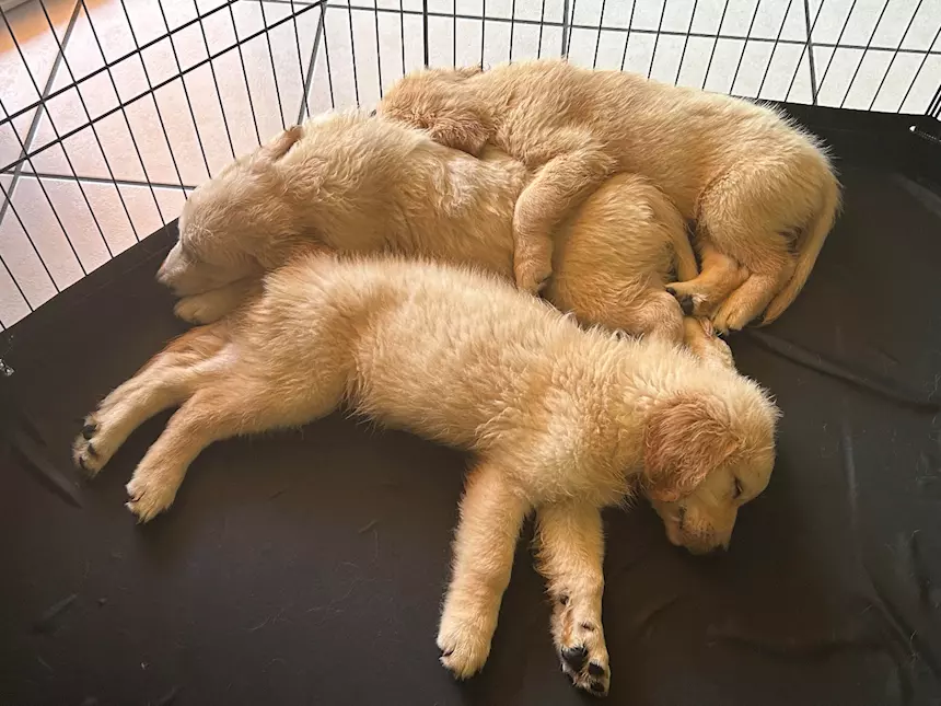 Foto 2Cucciolata Razza Golden Retriever Top