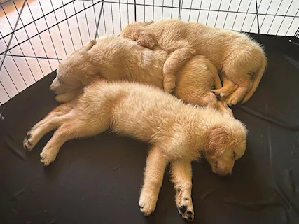 Cucciolata Razza Golden Retriever Top - Anteprima 2