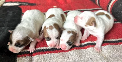 Jack russell