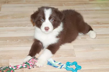Border Collie cuccioli - maschio e femmina pronti per una nu - Anteprima 1