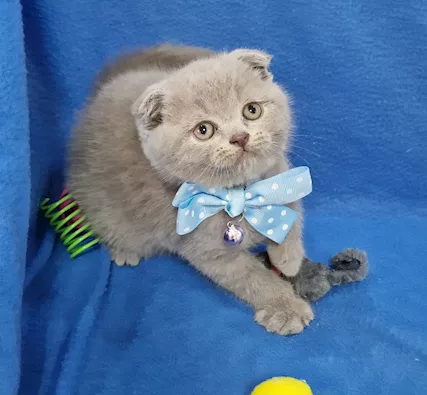 Scottish fold e straight - Foto 2