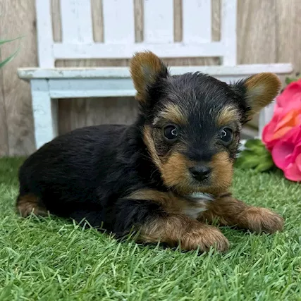 Cute yorkie Puppies For Adoption.