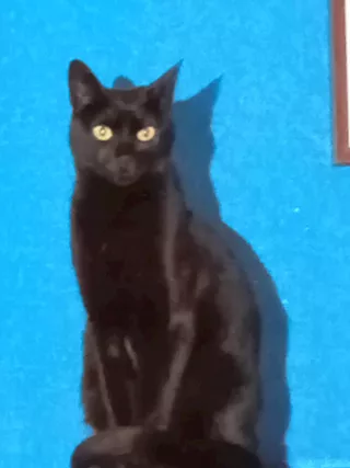 Andrea micio di 6 anni